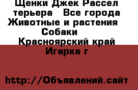 Щенки Джек Рассел терьера - Все города Животные и растения » Собаки   . Красноярский край,Игарка г.